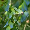 Cerinthe major 'Pride of Gibraltar' (2)